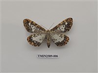 藏品(尺蛾102)的圖片